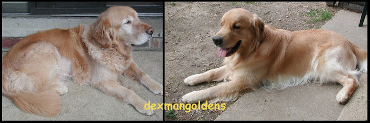 dexmangoldens