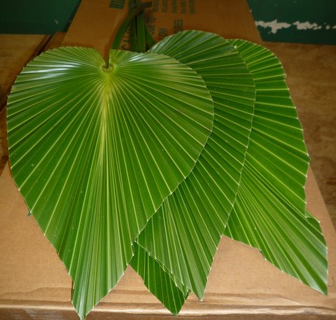 Livingstonia Palm