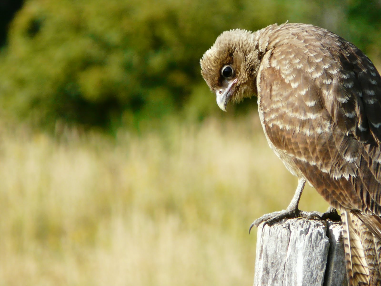 COA Tintica - Aves de Villa La Angostura: Chimango (Milvago chimango)