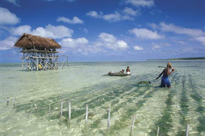 Marditech Investment Seaweed Cultivation