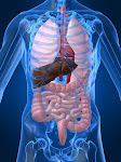 Introduction to Anatomy & Physiology