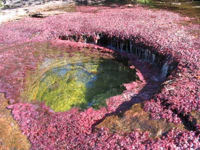 Caño Cristales Caño Cristales