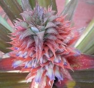 Ananas comosus