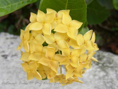 bunga ixora