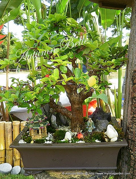 Indian Cherry Tree