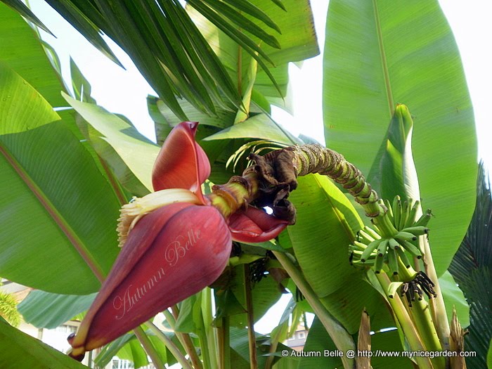 My Tropical Plants Finder Common Banana Flower