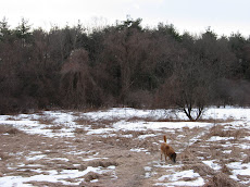 Round Meadow