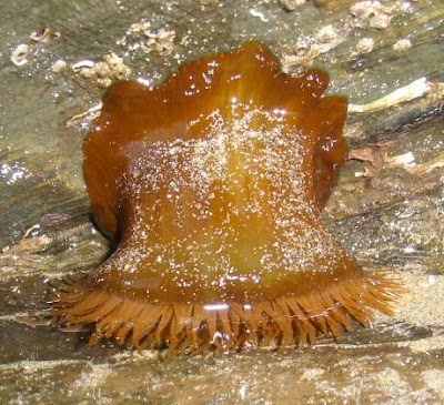 actinia equina