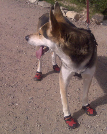 [dog_shoes.jpg]