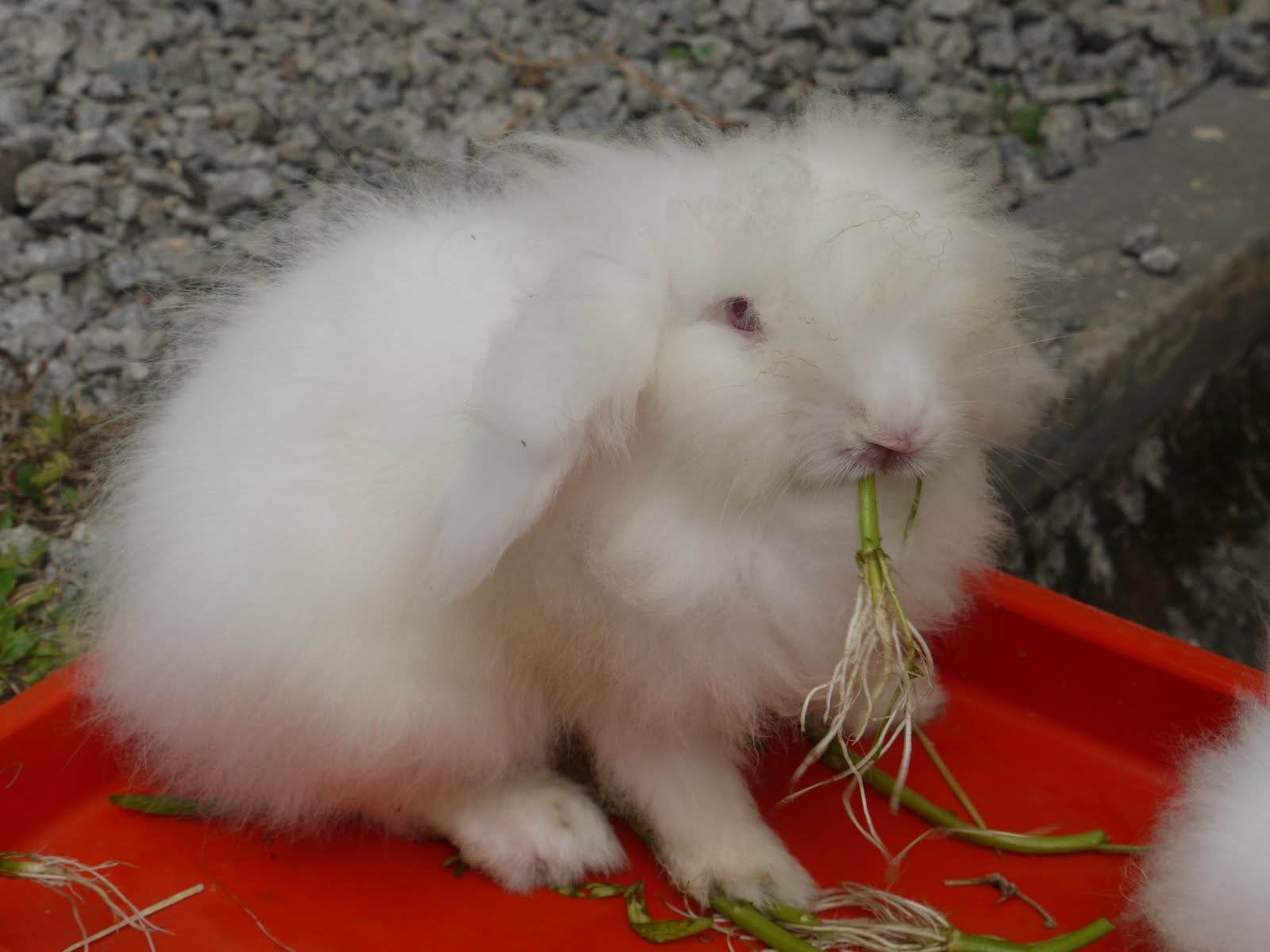 Love.Your.Pet: Rabbit for SALE Strictly for pets only~