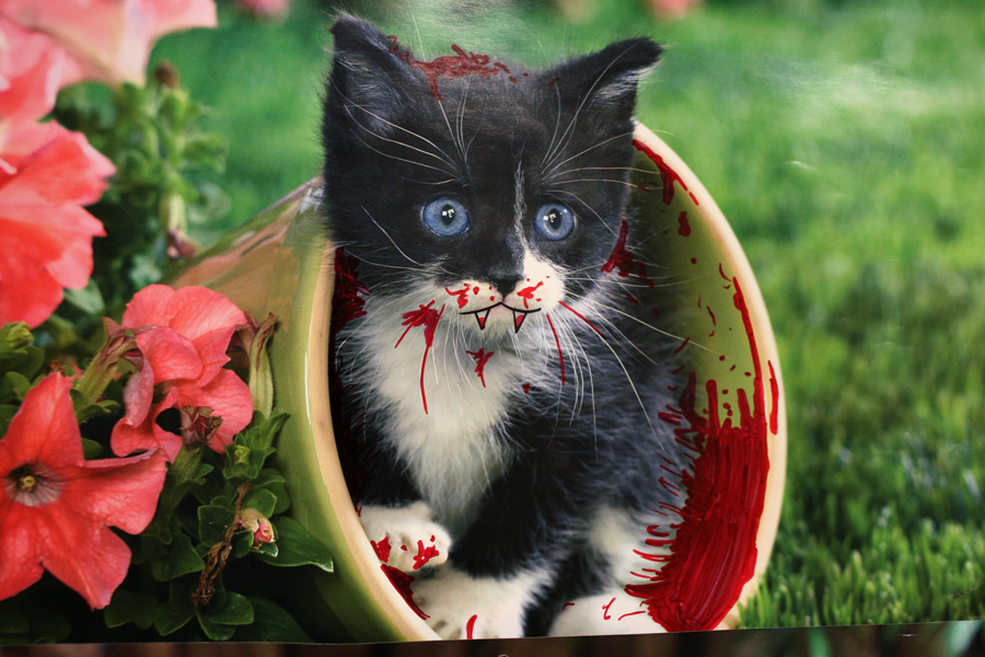 Image result for evil kittens