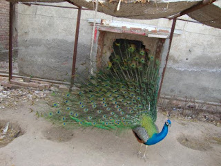 peacock indian blue green feroz shah 2010