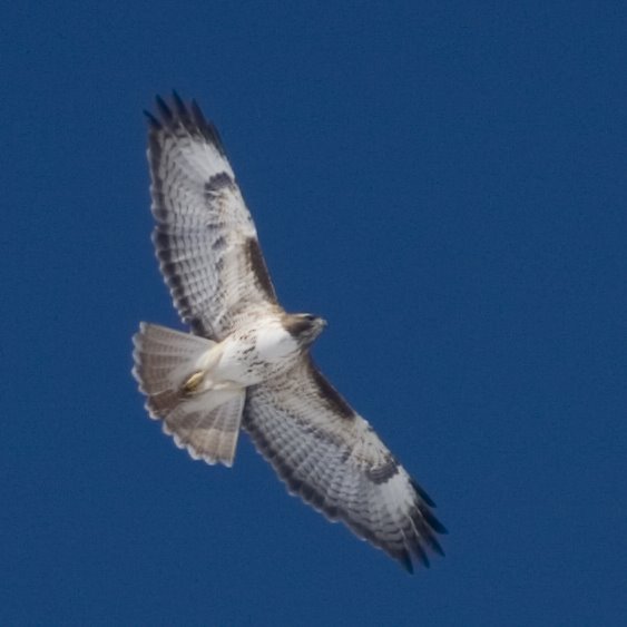 [CRW_1990+juvenile+red-tailed+hawk-cropped.jpg]
