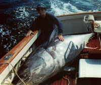 tuna is much prized as a great gamefish