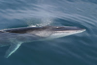 endangered fin whale
