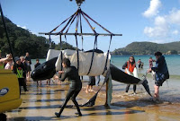 moving the whales from Karikari Beach