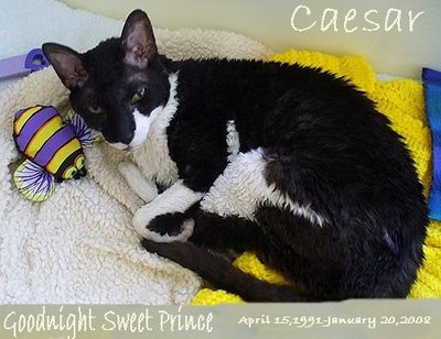 [caesarmankitty.jpg]