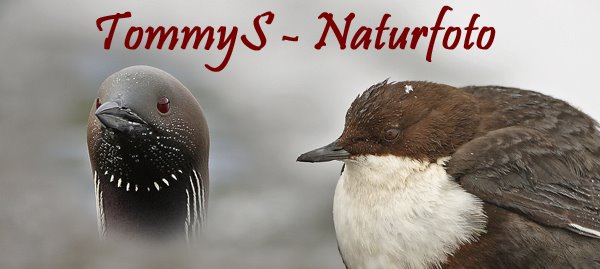 TSNaturfoto