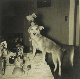 [Birthday+dog.jpg]