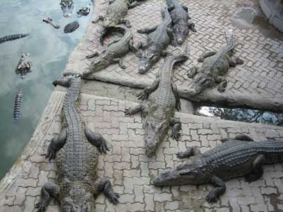 Crocs on the roof! Oh my!