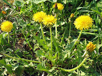 Löwenzahn in voller Blüte