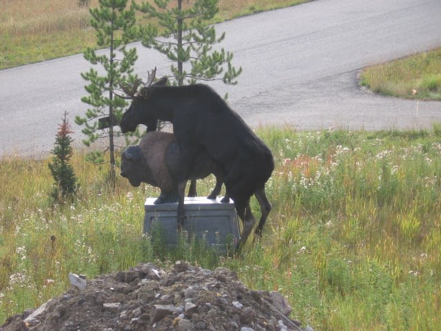 Moose%2B%26%2Bstatue%2B4.jpg
