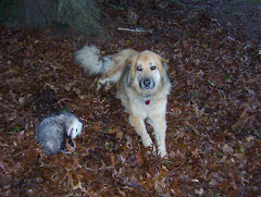 The Possum and Me