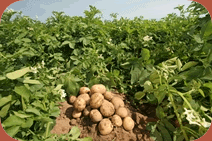 Organic/Sustainable Potato Project