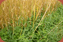Organic Cover Crops