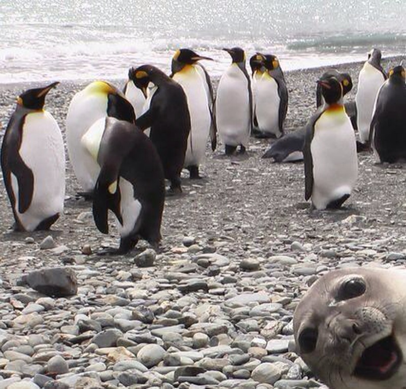 [penguins+and+seal]