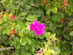 Beach Roses in August