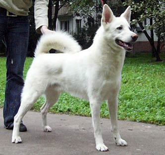 Download Medium Dog Breeds Canaan Dog For iPhone Wallpaper Medium Dog Breeds Canaan Dog Free HD