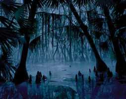 Henry Carroll - Night Swamp (2006)