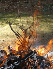 fire branch 3