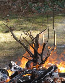 fire branch 6