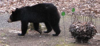 bear and wire vase