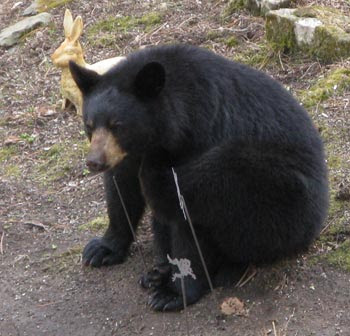dejected bear