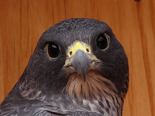 [falcon-bird-nature-1212897-l.jpg]