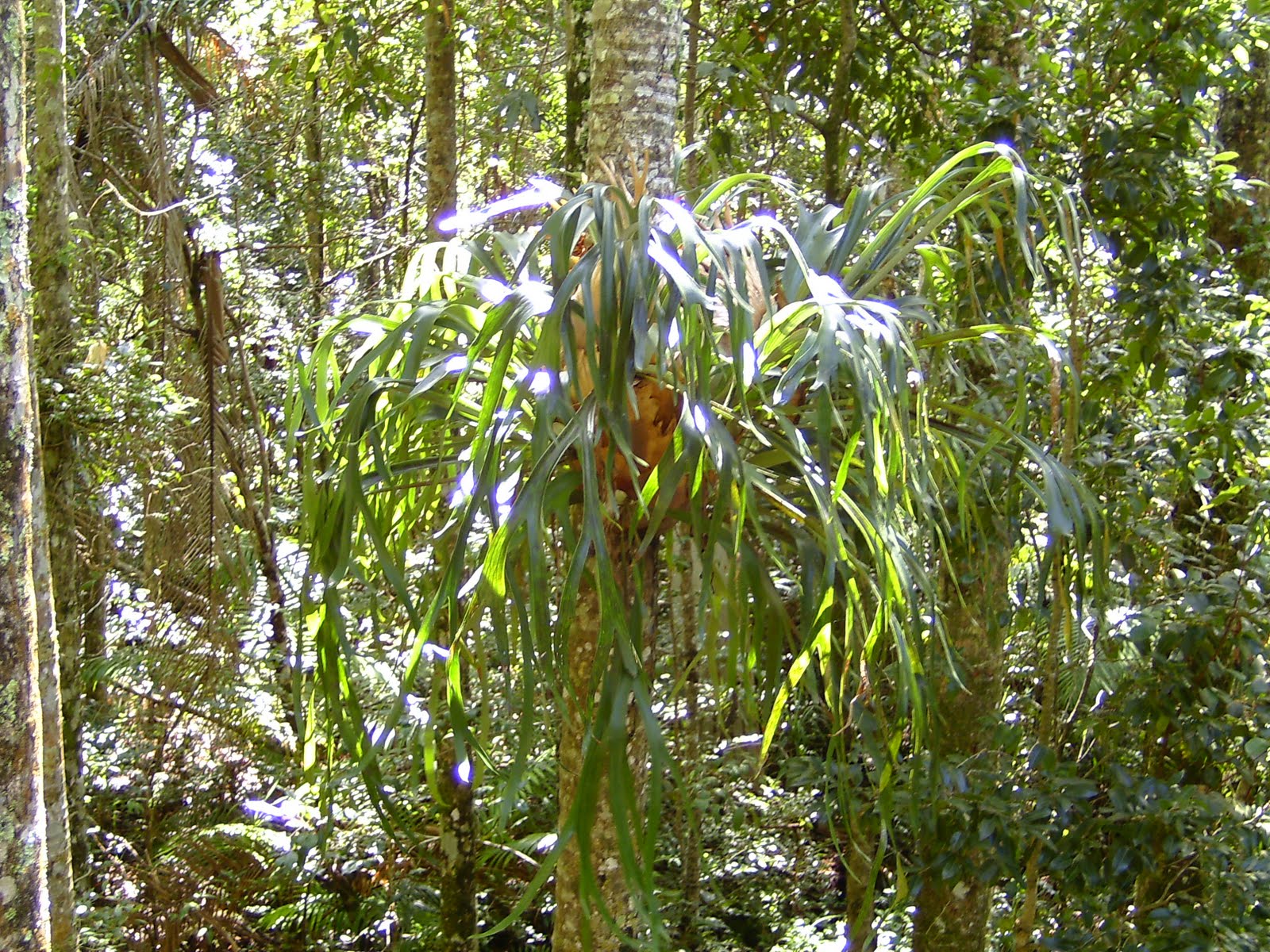 Shaikh Al Mike Mai 2017