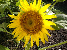 Sunflower-Backyard
