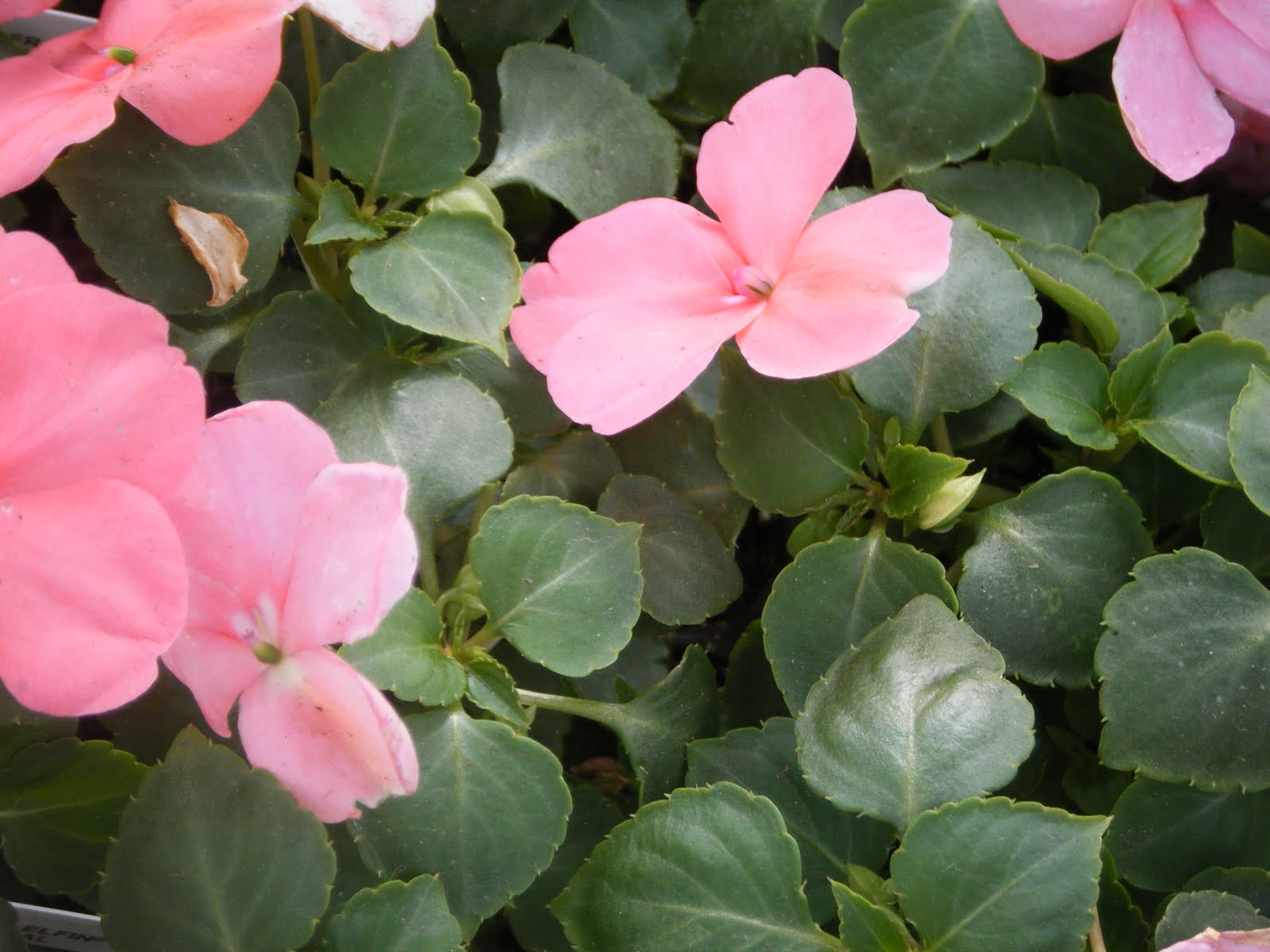 The choice of indoor plants: flowers, filters, flowers, enemies and a little mysticism The choice of indoor plants: flowers, filters, flowers, enemies and a little mysticism