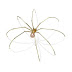 Entomology Chic: Gold Spider