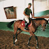 Polo: The Nomadic Tribe