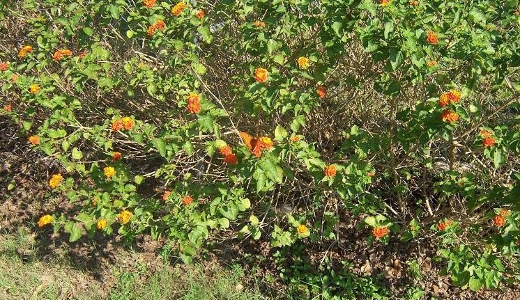 camouflage in nature