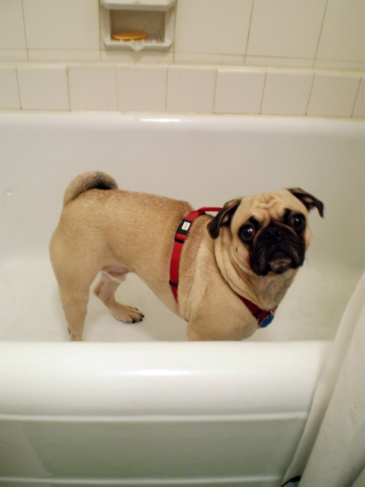 [puginthetub.jpg]