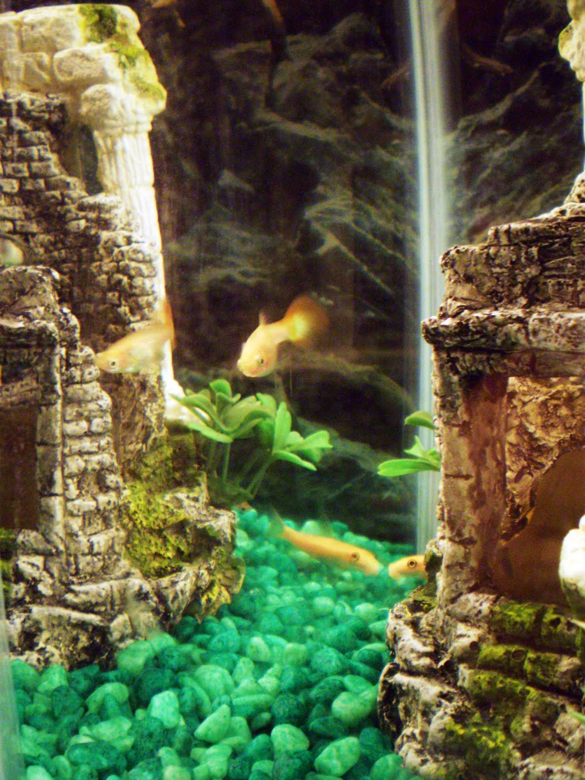 [guppietank1.jpg]