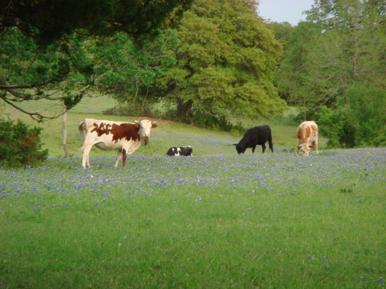 Speaking From The Ranch: Cow-Calf Operation