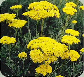 Beautiful Yarrow Flower Beautiful Yarrow Flower