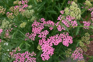 Pictures of Yarrow Flower Pictures of Yarrow Flower