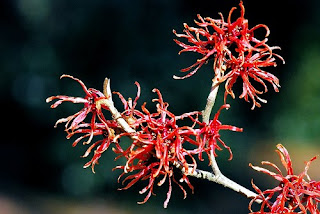 Types of Red Witch Hazel Flower Types of Red Witch Hazel Flower